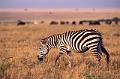 kenya 54